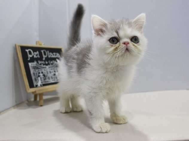 大阪府のエキゾチック (ペット・プラザ アミーゴ箕面店/2025年10月15日生まれ/男の子/ブルータビーホワイト)の子猫の4枚目の画像