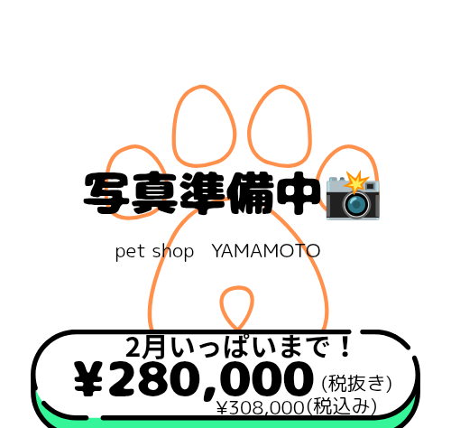 岡山県のヨークシャーテリア (アミーゴ中庄店/2025年11月29日生まれ/女の子/スチールブルータン)の子犬