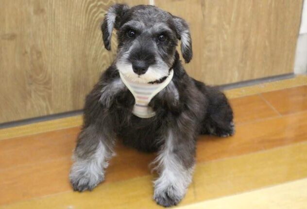 兵庫県のミニチュアシュナウザー (ペット・プラザ アミーゴ明石魚住店/2025年10月26日生まれ/女の子/ソルトペッパー)の子犬の1枚目の画像
