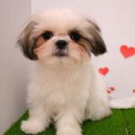 大阪府のシーズー (ペット・プラザ アミーゴ豊中服部店/2025年9月15日生まれ/男の子/ホワイトゴールド)の子犬の1枚目の画像