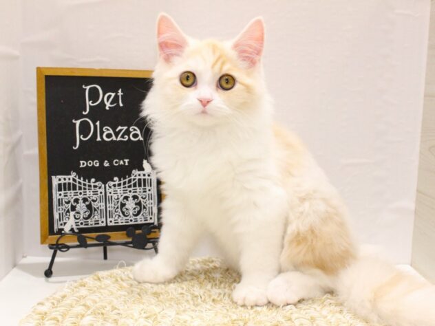 大阪府のスコティッシュストレート (ペット・プラザ アミーゴ箕面店/2025年10月27日生まれ/男の子/クリームタビーホワイト)の子猫の1枚目の画像