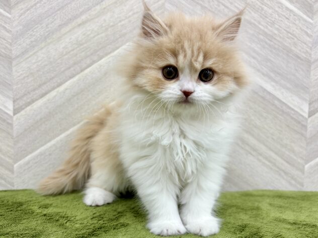 福島県のスコティッシュフォールド (アミーゴ郡山南店/2025年12月9日生まれ/女の子/クリームホワイト)の子猫の2枚目の画像