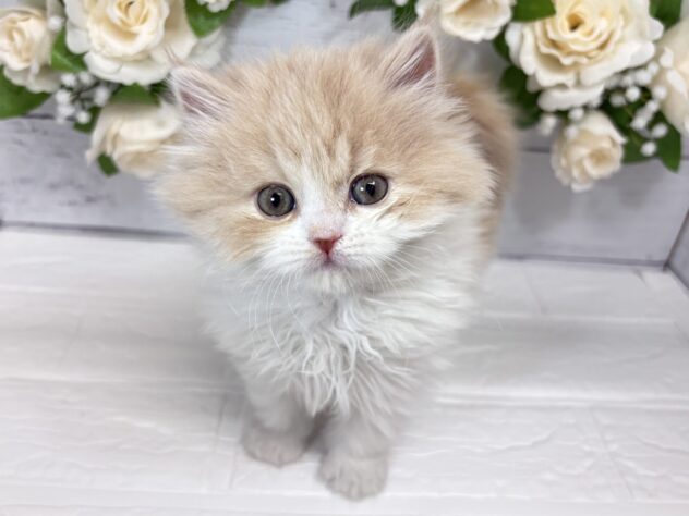 福島県のスコティッシュフォールド (アミーゴ郡山南店/2025年12月9日生まれ/女の子/クリームホワイト)の子猫