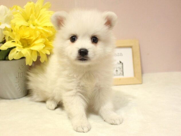 兵庫県の日本スピッツ (ペット・プラザ アミーゴ明石魚住店/2025年12月13日生まれ/男の子/ホワイト)の子犬の1枚目の画像