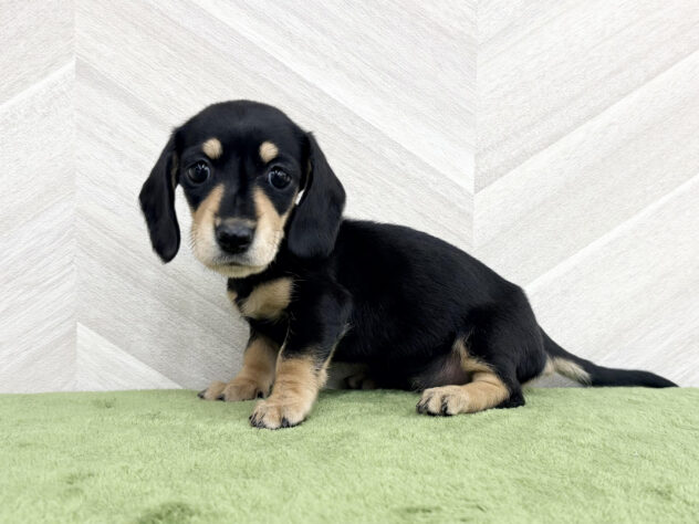 福島県のミニチュアダックスフンド(ロング) (アミーゴ郡山南店/2025年12月16日生まれ/女の子/ブラックイエロー)の子犬