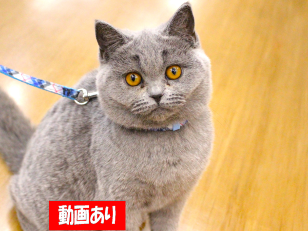 兵庫県のセルカークレックス (ペット・プラザ アミーゴ三田店/2025年10月31日生まれ/女の子/ブルー)の子猫の1枚目の画像