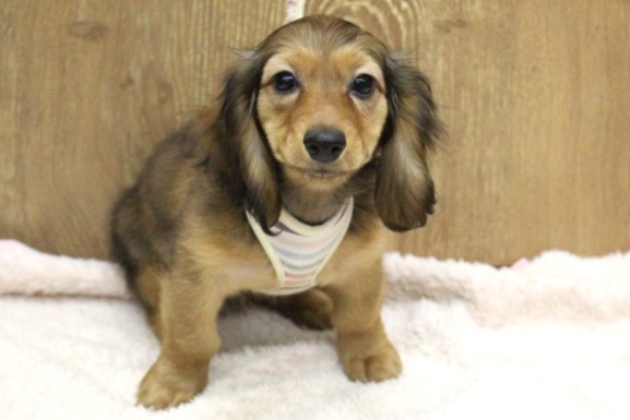 兵庫県のミニチュアダックスフンド(ロング) (ペット・プラザ アミーゴ明石魚住店/2025年11月16日生まれ/女の子/レッド)の子犬の1枚目の画像