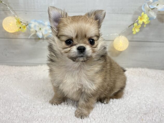 福島県のハーフ犬・ミックス犬 (アミーゴ郡山南店/2025年12月1日生まれ/女の子/フォーン)の子犬