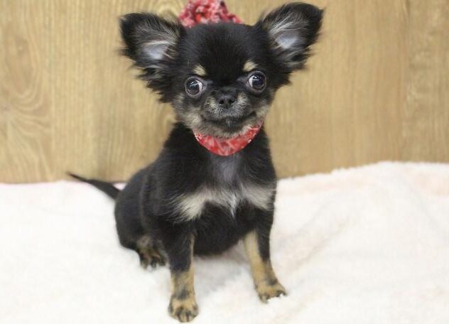 兵庫県のチワワ(スムース) (ペット・プラザ アミーゴ明石魚住店/2025年11月12日生まれ/女の子/ブラックタンホワイト)の子犬の1枚目の画像