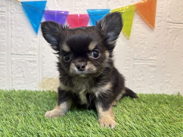 福島県のチワワ(ロング) (アミーゴ郡山南店/2025年12月7日生まれ/男の子/ブラックホワイトタン)の子犬