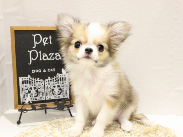 大阪府のチワワ(ロング) (ペット・プラザ アミーゴ箕面店/2025年11月8日生まれ/女の子/レッドホワイト)の子犬の1枚目の画像