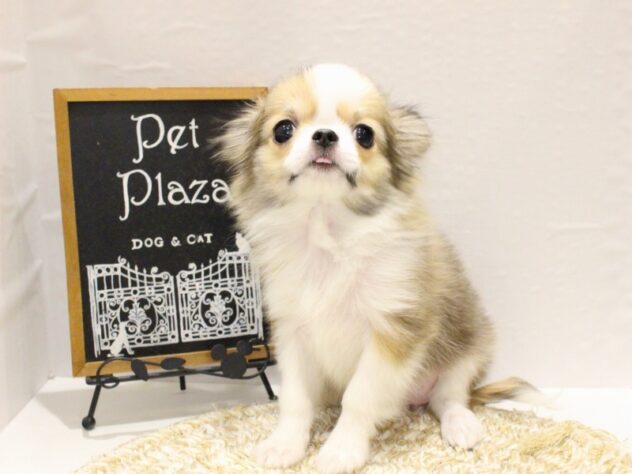 大阪府のチワワ(ロング) (ペット・プラザ アミーゴ箕面店/2025年11月8日生まれ/女の子/レッドホワイト)の子犬の4枚目の画像