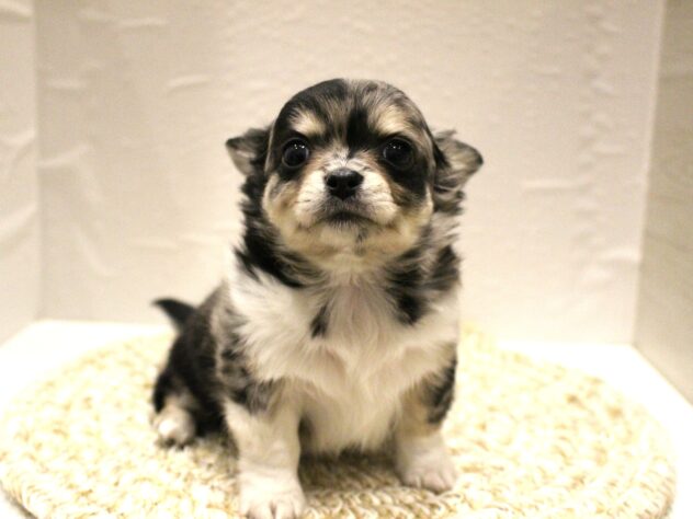 大阪府のチワワ(ロング) (ペット・プラザ アミーゴ箕面店/2025年12月15日生まれ/男の子/ブルーマール)の子犬の1枚目の画像