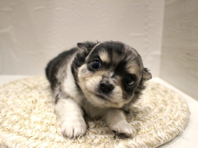 大阪府のチワワ(ロング) (ペット・プラザ アミーゴ箕面店/2025年12月15日生まれ/男の子/ブルーマール)の子犬の4枚目の画像
