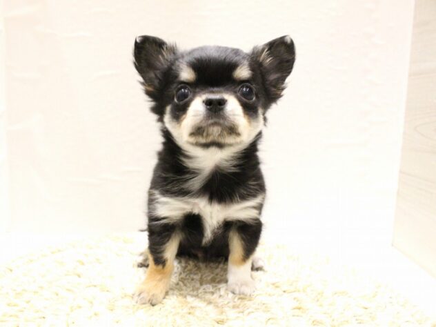 大阪府のチワワ(ロング) (ペット・プラザ アミーゴ箕面店/2025年12月30日生まれ/男の子/ブラックタンホワイト)の子犬の1枚目の画像