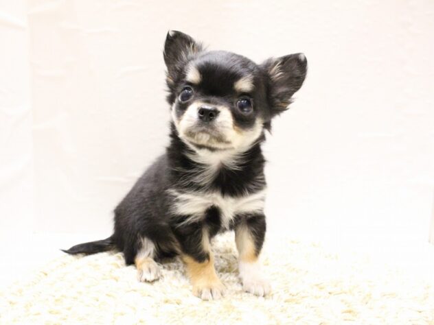 大阪府のチワワ(ロング) (ペット・プラザ アミーゴ箕面店/2025年12月30日生まれ/男の子/ブラックタンホワイト)の子犬の2枚目の画像