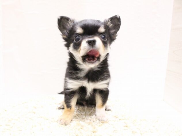 大阪府のチワワ(ロング) (ペット・プラザ アミーゴ箕面店/2025年12月30日生まれ/男の子/ブラックタンホワイト)の子犬の3枚目の画像