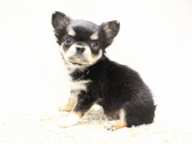 大阪府のチワワ(ロング) (ペット・プラザ アミーゴ箕面店/2025年12月30日生まれ/男の子/ブラックタンホワイト)の子犬の4枚目の画像