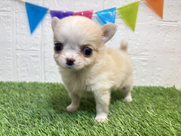 福島県のチワワ(ロング) (アミーゴ郡山南店/2025年12月23日生まれ/女の子/クリームホワイト)の子犬