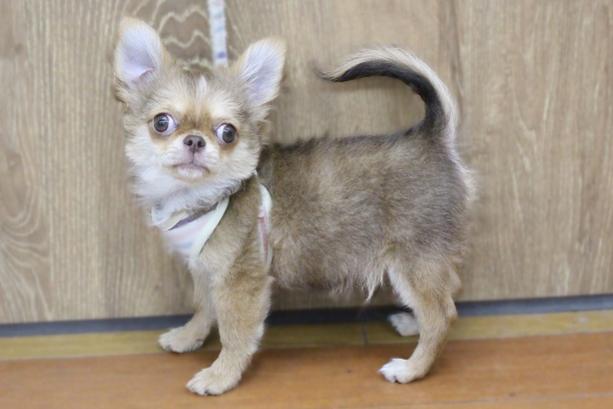 兵庫県のチワワ(ロング) (ペット・プラザ アミーゴ明石魚住店/2025年10月22日生まれ/男の子/チョコレートフォーン)の子犬の1枚目の画像