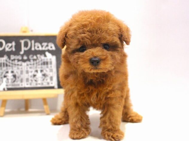 兵庫県のトイプードル(トイ) (ペット・プラザ アミーゴ神戸灘店/2025年11月3日生まれ/女の子/レッドフォーン)の子犬の1枚目の画像