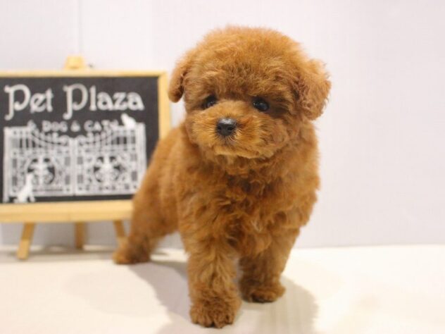 兵庫県のトイプードル(トイ) (ペット・プラザ アミーゴ神戸灘店/2025年11月3日生まれ/女の子/レッドフォーン)の子犬の2枚目の画像