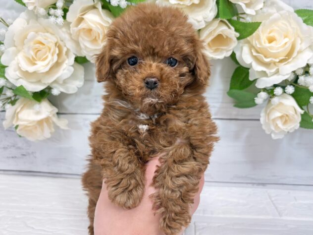 福島県のトイプードル(トイ) (アミーゴ郡山南店/2025年12月1日生まれ/女の子/レッド)の子犬