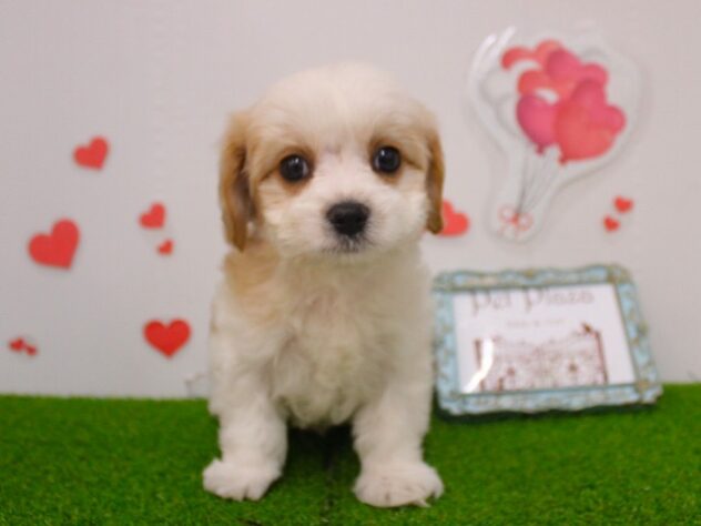 兵庫県のハーフ犬・ミックス犬 (ペット・プラザ アミーゴ尼崎昭和通店/2025年12月7日生まれ/男の子/ブレンハイム)の子犬の3枚目の画像