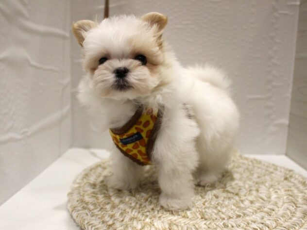 大阪府のポメマル/マルポメ(ポメラニアン×マルチーズ) (ペット・プラザ アミーゴ箕面店/2025年12月15日生まれ/男の子/ホワイトクリーム)の子犬の2枚目の画像