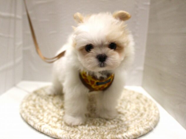 大阪府のポメマル/マルポメ(ポメラニアン×マルチーズ) (ペット・プラザ アミーゴ箕面店/2025年12月15日生まれ/男の子/ホワイトクリーム)の子犬の3枚目の画像