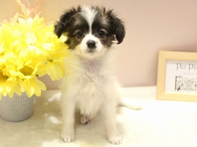 兵庫県のパピヨン (ペット・プラザ アミーゴ明石魚住店/2026年1月1日生まれ/女の子/ホワイトブラウン)の子犬の1枚目の画像