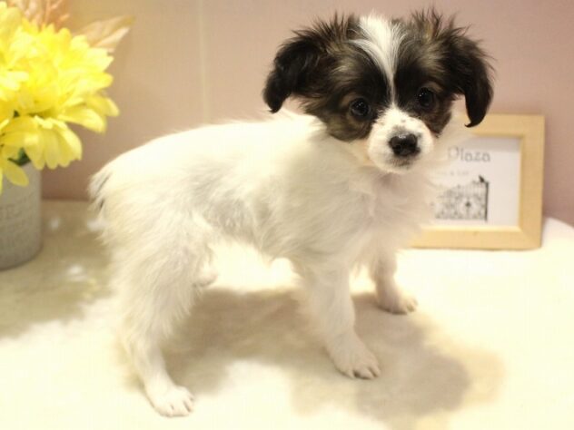 兵庫県のパピヨン (ペット・プラザ アミーゴ明石魚住店/2026年1月1日生まれ/女の子/ホワイトブラウン)の子犬の3枚目の画像