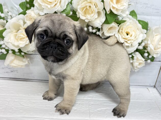 福島県のパグ (アミーゴ郡山南店/2025年12月18日生まれ/男の子/フォーン)の子犬