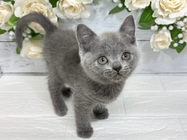 福島県のブリティッシュショートヘアー (アミーゴ郡山南店/2025年12月15日生まれ/女の子/ブルー)の子猫