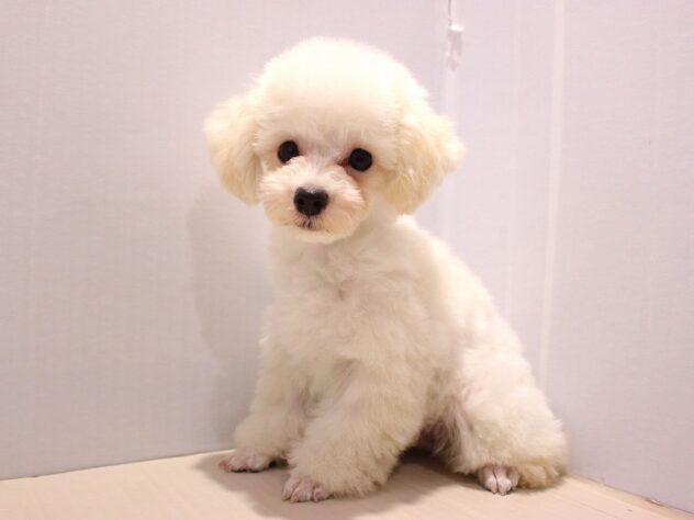 大阪府のトイプードル(トイ) (ペット・プラザ アミーゴ箕面店/2025年6月22日生まれ/男の子/ホワイト)の子犬の1枚目の画像