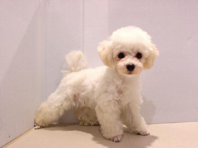 大阪府のトイプードル(トイ) (ペット・プラザ アミーゴ箕面店/2025年6月22日生まれ/男の子/ホワイト)の子犬の2枚目の画像