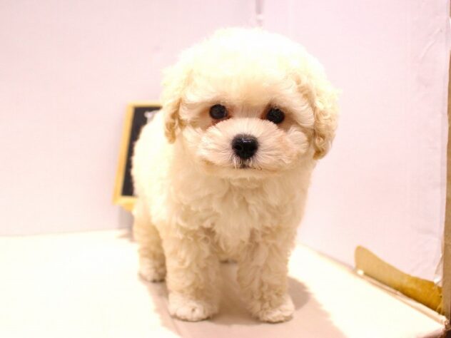 大阪府のトイプードル(トイ) (ペット・プラザ アミーゴ箕面店/2025年6月22日生まれ/男の子/ホワイト)の子犬の3枚目の画像