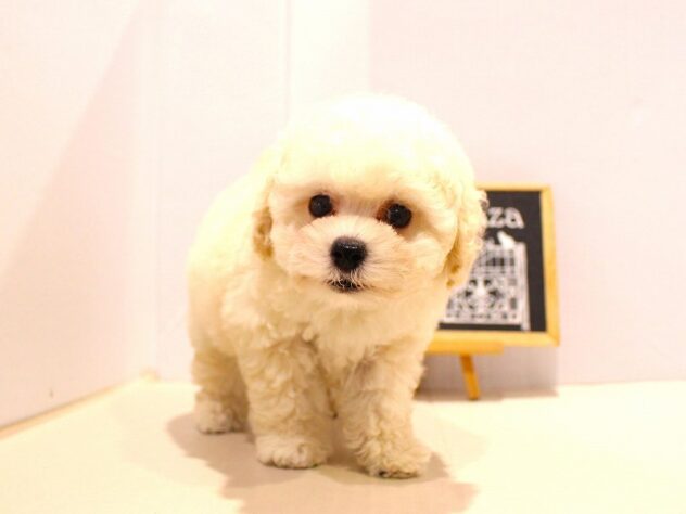 大阪府のトイプードル(トイ) (ペット・プラザ アミーゴ箕面店/2025年6月22日生まれ/男の子/ホワイト)の子犬の4枚目の画像