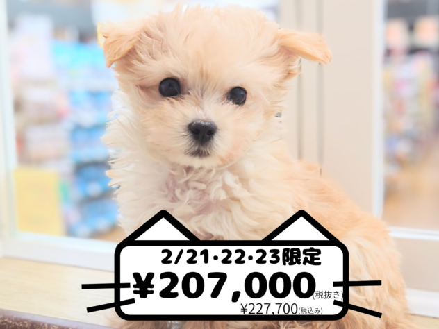 岡山県のハーフ犬・ミックス犬 (アミーゴ中庄店/2025年12月7日生まれ/男の子/アプリコット)の子犬の1枚目の画像