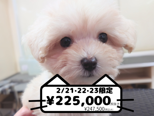 岡山県のハーフ犬・ミックス犬 (アミーゴ中庄店/2025年12月6日生まれ/女の子/クリーム)の子犬の1枚目の画像