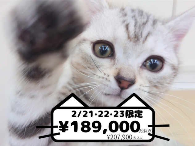 岡山県のアメリカンショートヘアー (アミーゴ中庄店/2025年11月19日生まれ/男の子/シルバータビーホワイト)の子猫の1枚目の画像