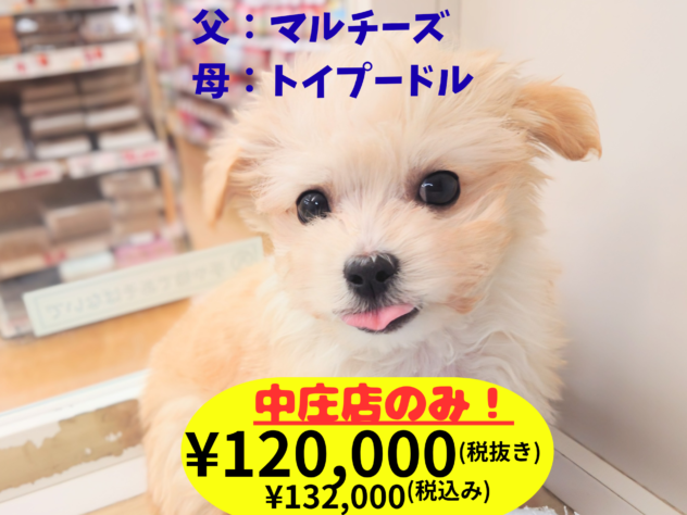 岡山県のハーフ犬・ミックス犬 (アミーゴ中庄店/2025年12月7日生まれ/男の子/アプリコット)の子犬の1枚目の画像