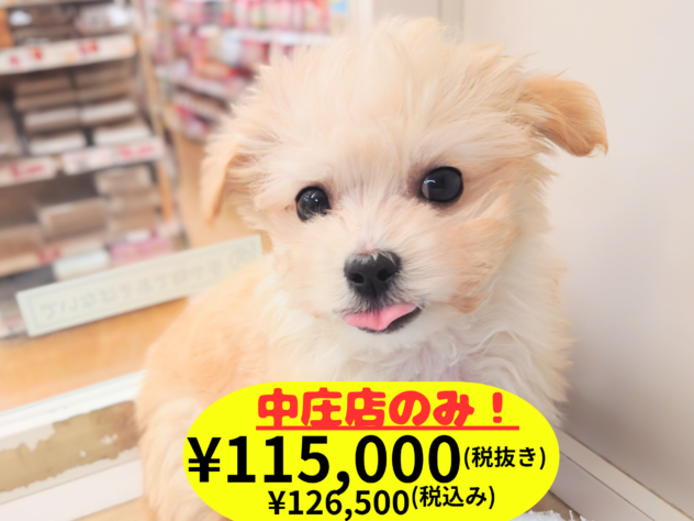 岡山県のハーフ犬・ミックス犬 (アミーゴ中庄店/2025年12月7日生まれ/男の子/アプリコット)の子犬の1枚目の画像
