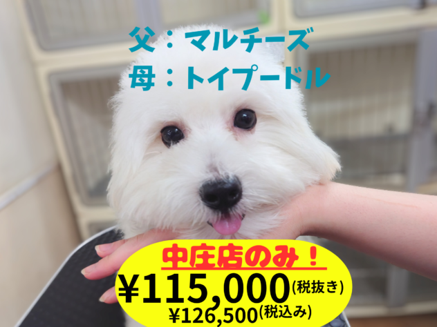 岡山県のハーフ犬・ミックス犬 (アミーゴ中庄店/2025年12月7日生まれ/男の子/アプリコット)の子犬の1枚目の画像