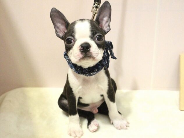 兵庫県のボストンテリア (ペット・プラザ アミーゴ明石魚住店/2025年12月10日生まれ/男の子/ボストンカラー)の子犬の2枚目の画像