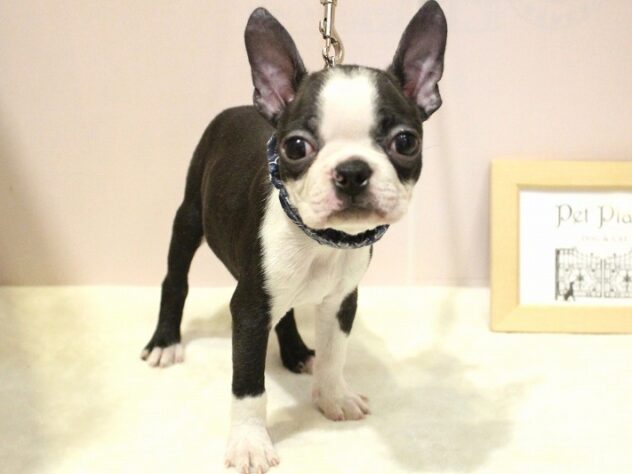 兵庫県のボストンテリア (ペット・プラザ アミーゴ明石魚住店/2025年12月10日生まれ/男の子/ボストンカラー)の子犬の3枚目の画像