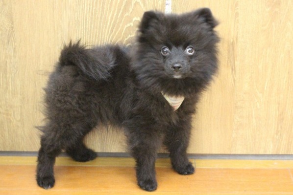 兵庫県のポメラニアン (ペット・プラザ アミーゴ明石魚住店/2025年10月31日生まれ/男の子/ブラック)の子犬の1枚目の画像