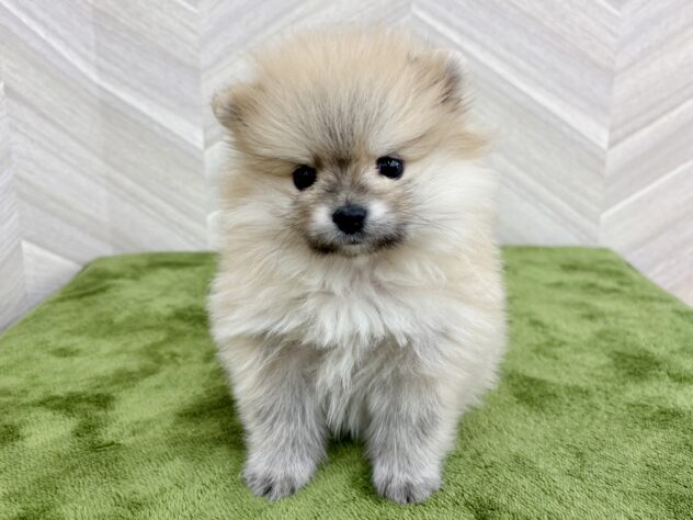 福島県のポメラニアン (アミーゴ郡山南店/2025年12月14日生まれ/男の子/オレンジ)の子犬