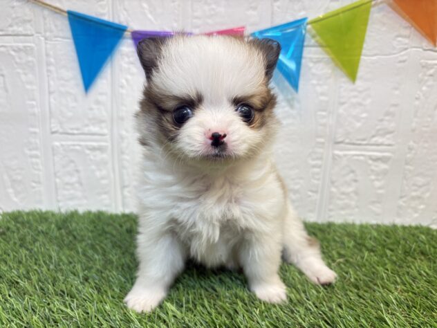 福島県のハーフ犬・ミックス犬 (アミーゴ郡山南店/2025年12月22日生まれ/男の子/パーティーカラー)の子犬