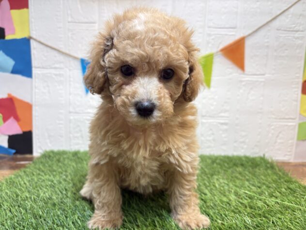 福島県のハーフ犬・ミックス犬 (アミーゴ郡山南店/2025年12月24日生まれ/女の子/アプリコット)の子犬